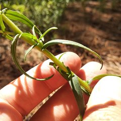 Castilleja tenuiflora