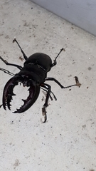 Prosopocoilus inclinatus inclinatus