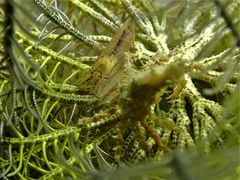 Synalpheus stimpsonii