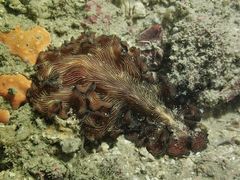 Pseudobiceros fulgor