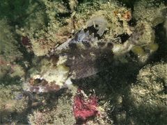 Centrogenys vaigiensis