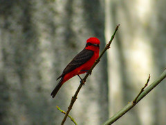 Pyrocephalus rubinus mexicanus