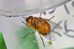 Calliphora ochracea