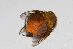 Calliphora ochracea