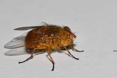 Calliphora ochracea