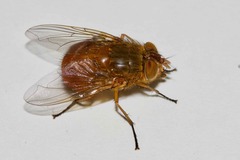 Calliphora ochracea