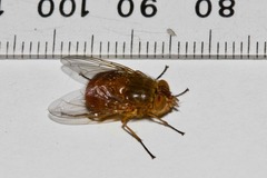 Calliphora ochracea