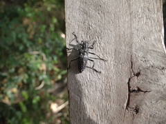 Homocyrtus dromedarius