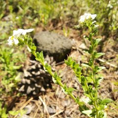 Lithospermum distichum