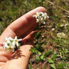 Lithospermum distichum
