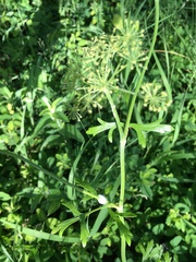 Polytaenia nuttallii