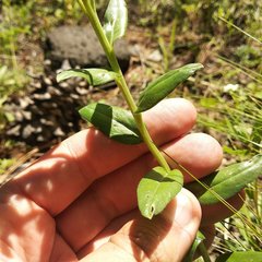Lithospermum distichum