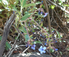 Plumbago caerulea