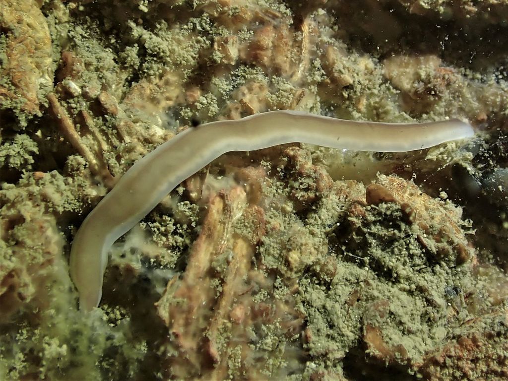 Gorgonorhynchidae