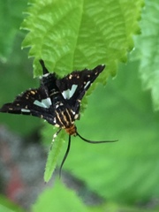 Thyris usitata