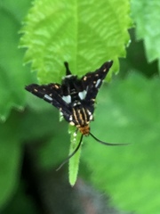 Thyris usitata