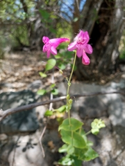 Penstemon pseudospectabilis