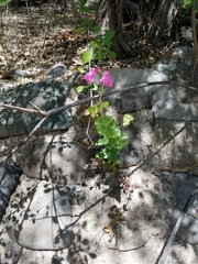 Penstemon pseudospectabilis
