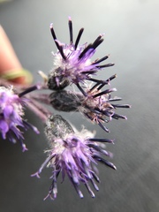 Saussurea angustifolia