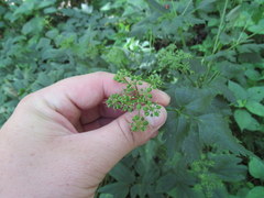 Thaspium barbinode