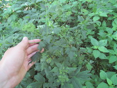 Thaspium barbinode