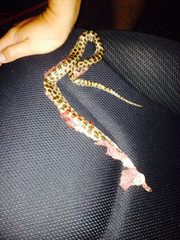 Lampropeltis calligaster