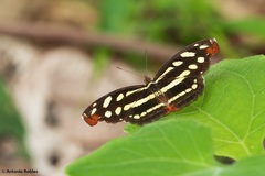 Catonephele cortesi