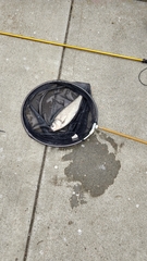 Orthodon microlepidotus