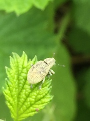 Eugnathus distinctus