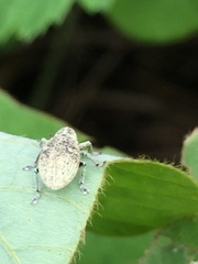 Eugnathus distinctus