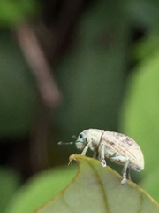 Eugnathus distinctus