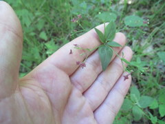 Galium latifolium