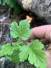 Ribes binominatum