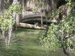 Pseudemys peninsularis