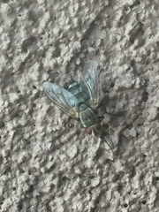 Microphthalma disjuncta