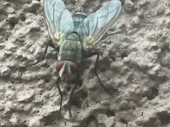 Microphthalma disjuncta