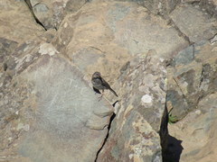 Junco hyemalis carolinensis