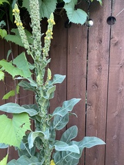 Verbascum thapsus