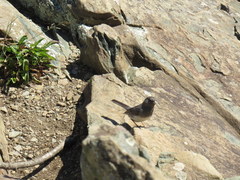 Junco hyemalis carolinensis