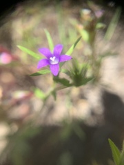 Githopsis specularioides