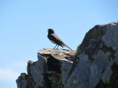 Junco hyemalis carolinensis