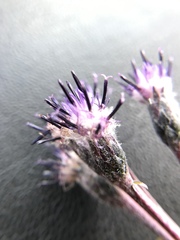 Saussurea angustifolia