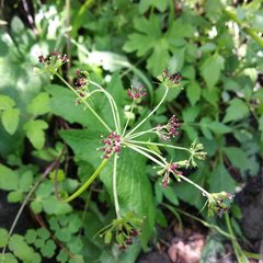 Arracacia atropurpurea