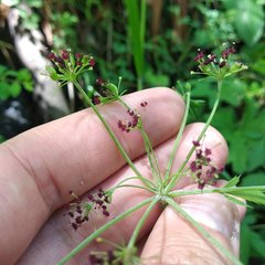 Arracacia atropurpurea