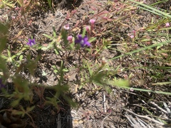 Githopsis specularioides