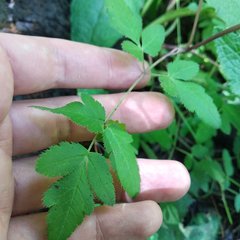 Arracacia atropurpurea