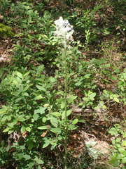 Xerophyllum asphodeloides