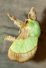 Parasa chloris