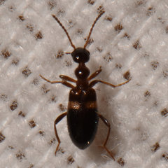 Malporus formicarius