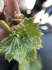 Boykinia richardsonii